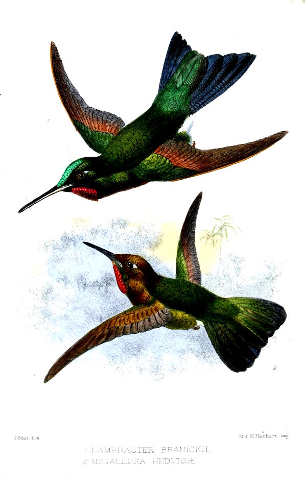 LamprasterMetalluraSmit