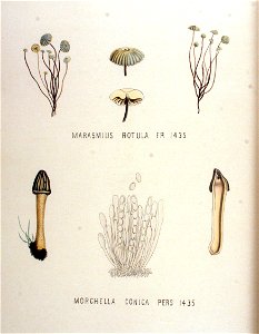 Marasmius rotula — Flora Batava — Volume v18. Free illustration for personal and commercial use.