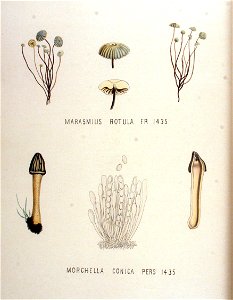 Marasmius rotula — Flora Batava — Volume v18