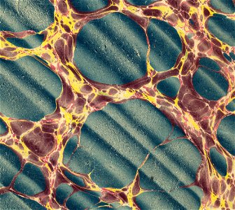 Marbled endpaper from a copy of Horace, Œuvres, traduction de M. Goupy, Paris 1843 (cropped)