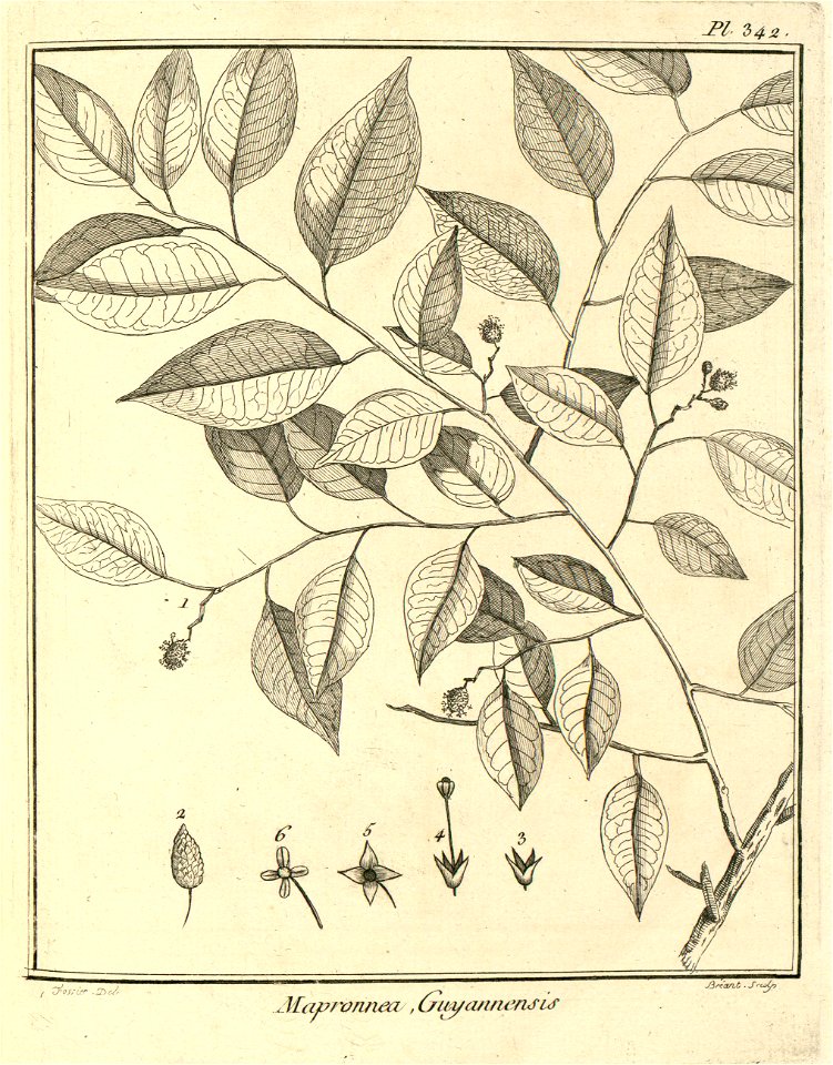 Maprounea guianensis Aublet 1775 pl 342