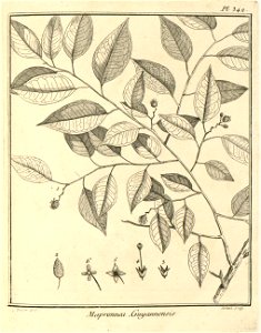 Maprounea guianensis Aublet 1775 pl 342