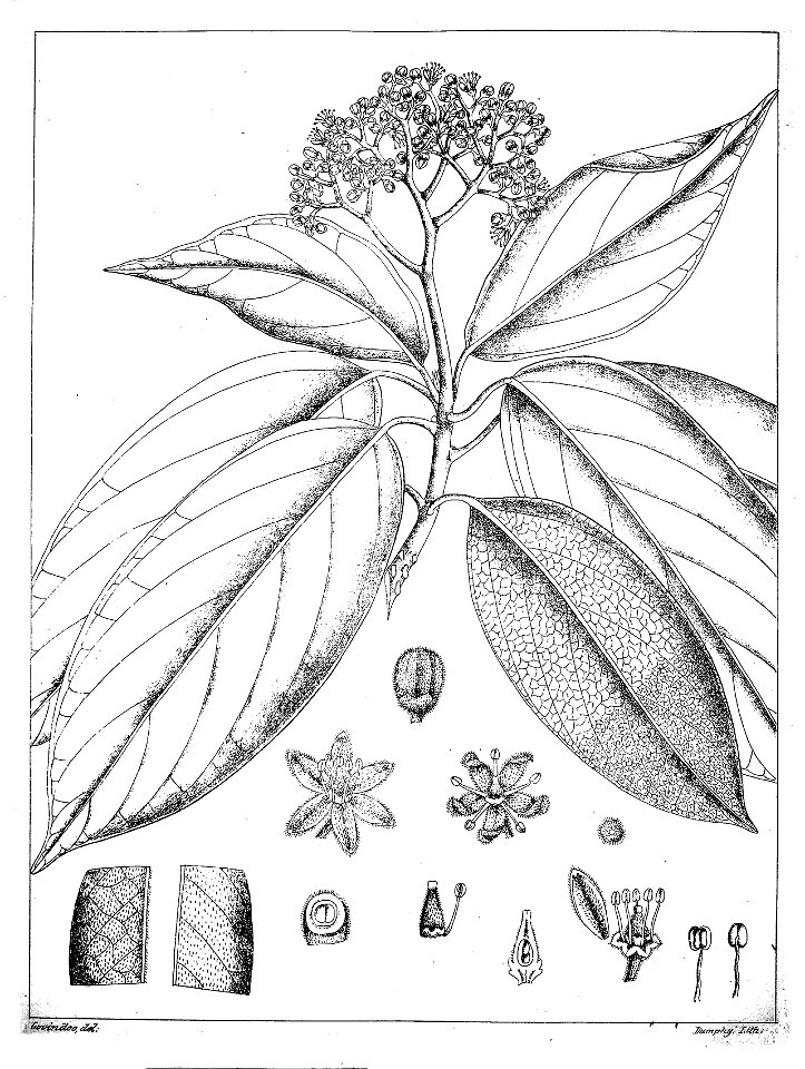 Mappia foetida Govindoo