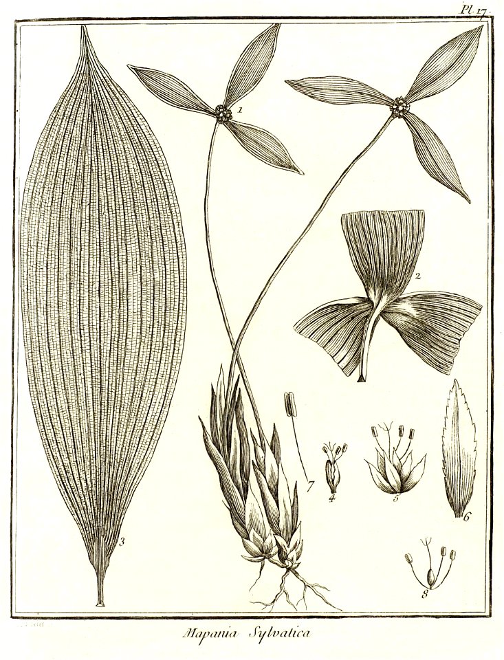 Mapania sylvatica Aublet 1775 pl 17