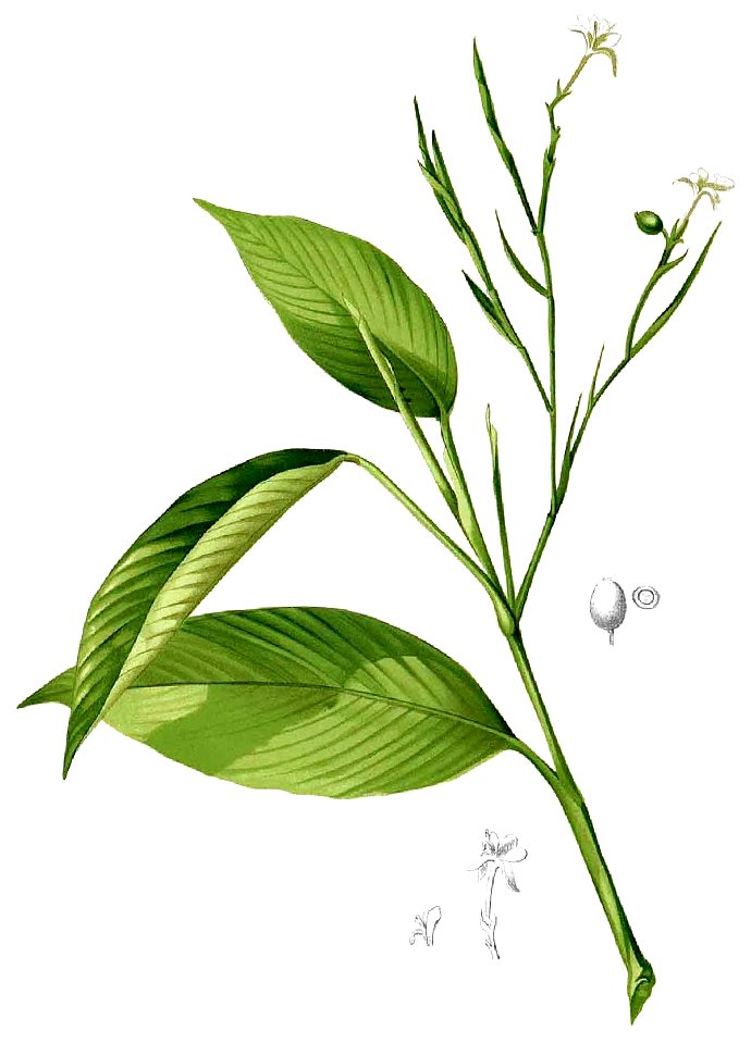 Maranta sp Blanco1.5-cropped