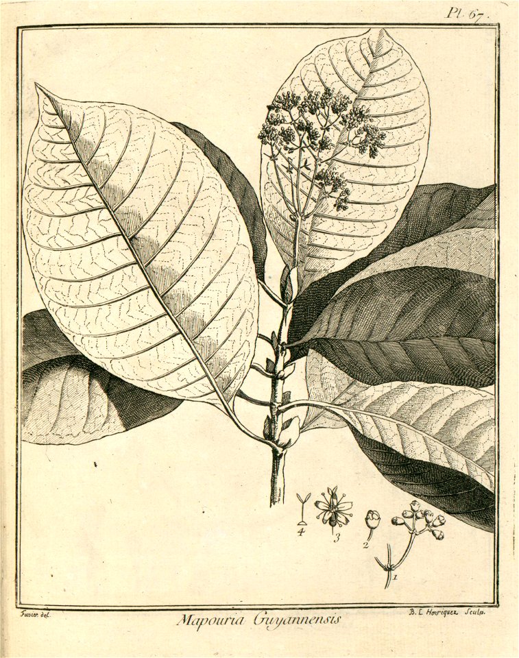 Mapouria guianensis Aublet 1775 pl 67