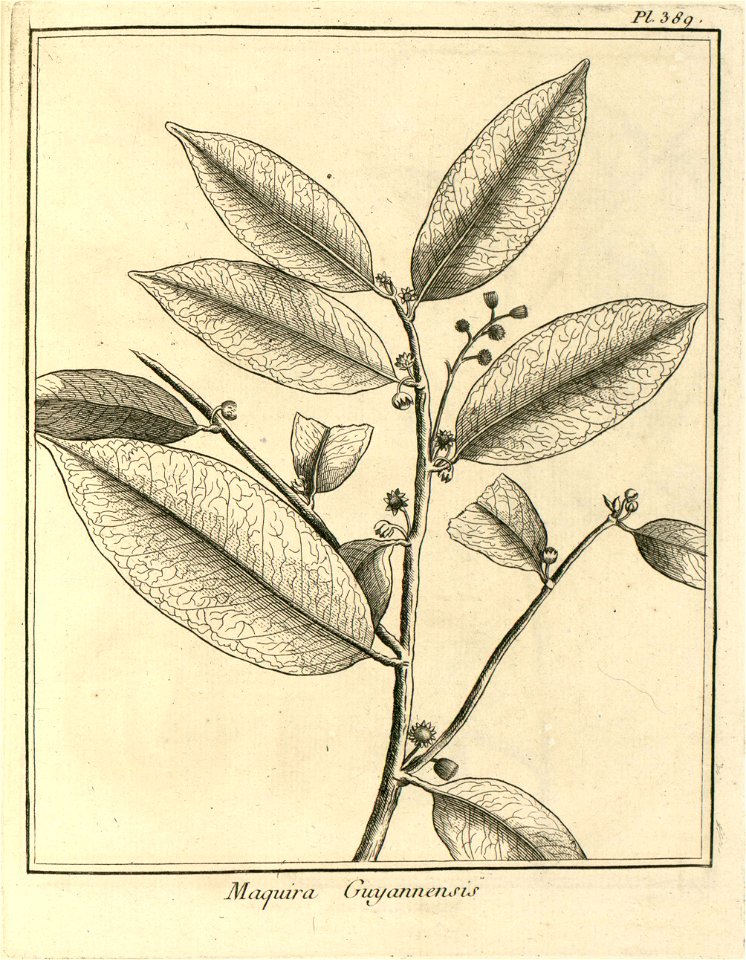 Maquira guianensis Aublet 1775 pl 389