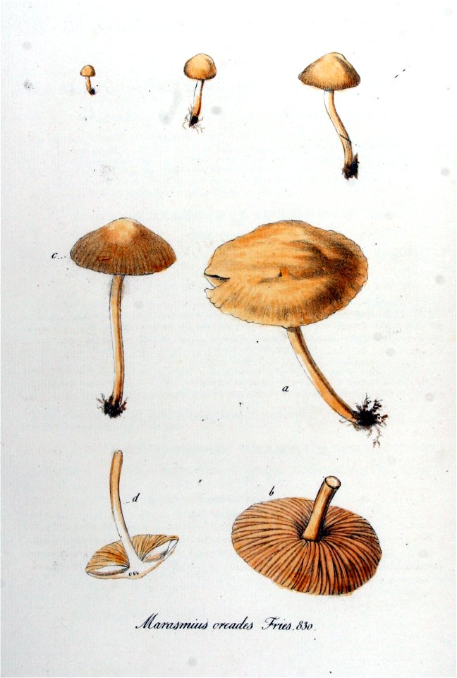 Marasmius oreades — Flora Batava — Volume v11