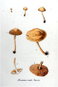 Marasmius oreades — Flora Batava — Volume v11