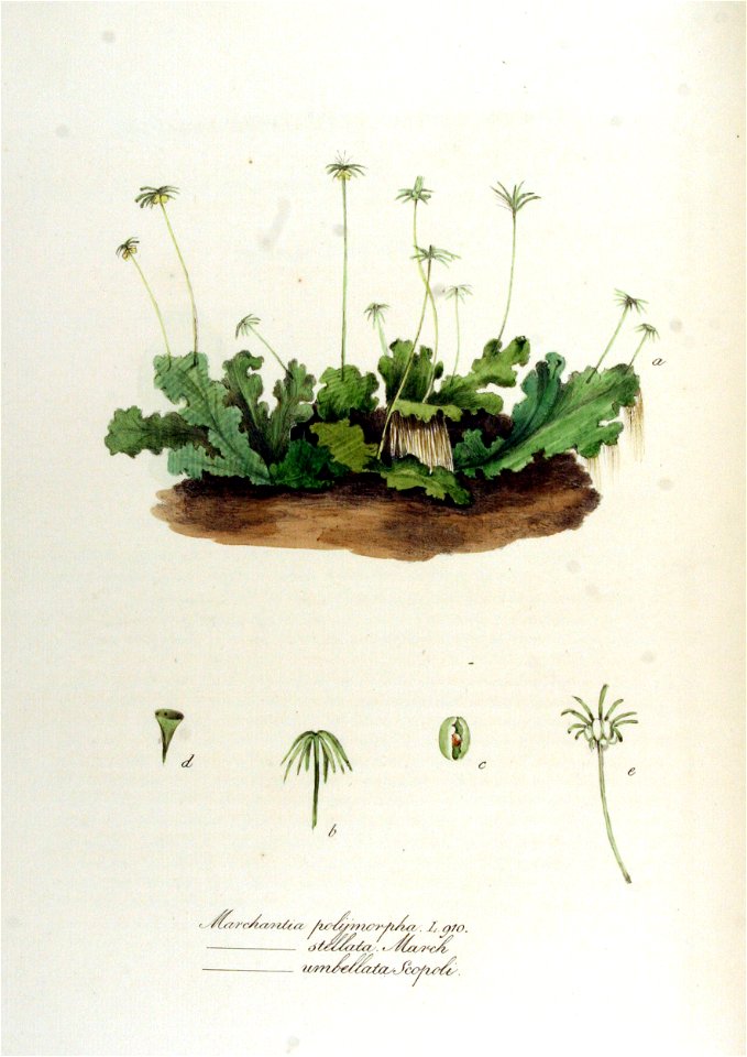 Marchantia polymorpha — Flora Batava — Volume v12