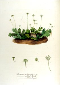 Marchantia polymorpha — Flora Batava — Volume v12