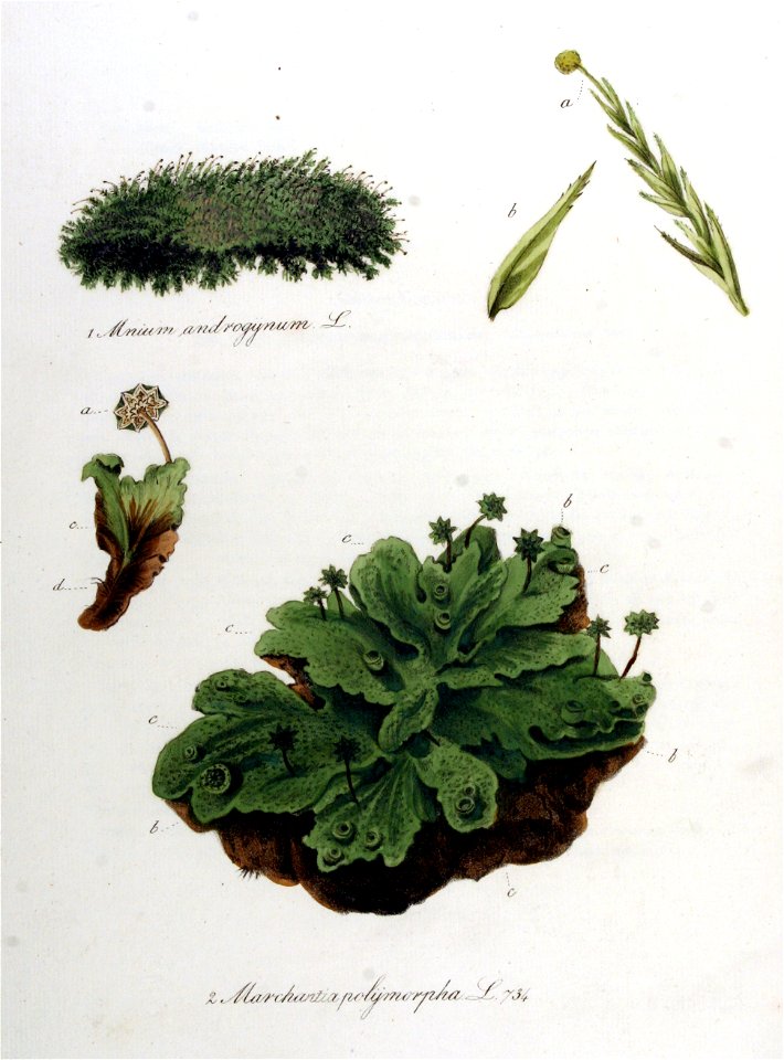 Marchantia polymorpha — Flora Batava — Volume v10