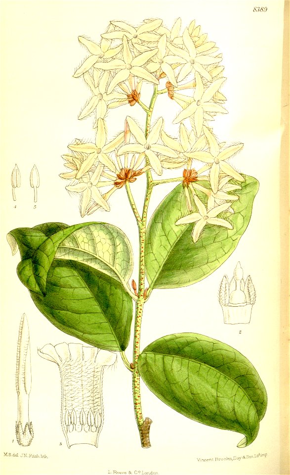 Landolphia petersiana 137-8389