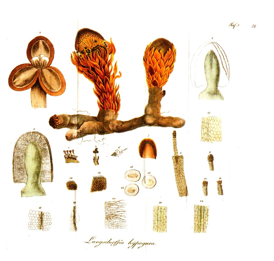 Langsdorffia hypogaea MART 1818