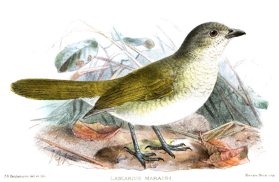 LaniariusMaraisiKeulemans