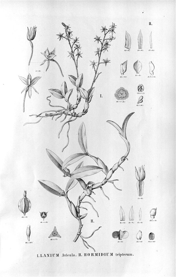 Lanium avicula (or Epidendrum avicula) - Prosthechea pygmaea (as Hormidium tripterum) - Fl.Br.3-5-8