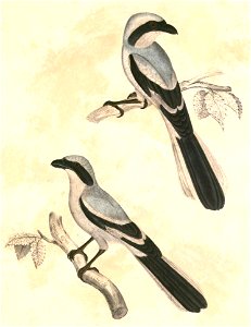 Lanius meridionalis lahtora 1 Hardwicke