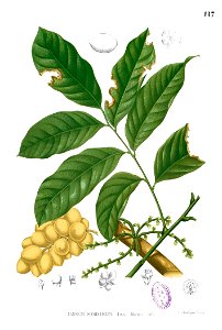 Lansium domesticum Blanco1.117