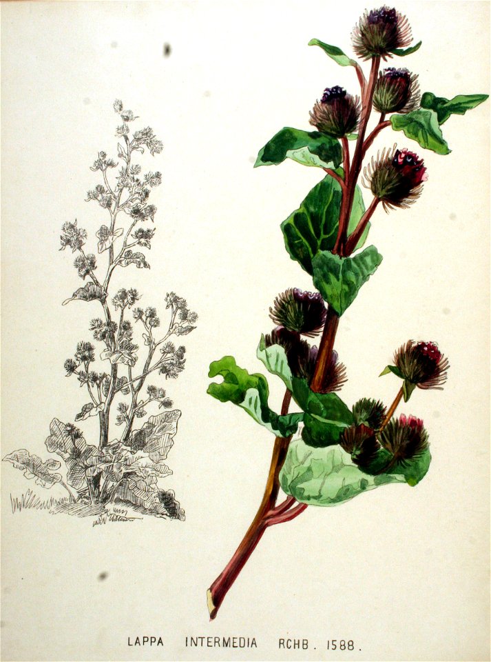 Lappa intermedia — Flora Batava — Volume v20