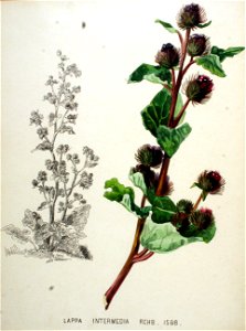 Lappa intermedia — Flora Batava — Volume v20
