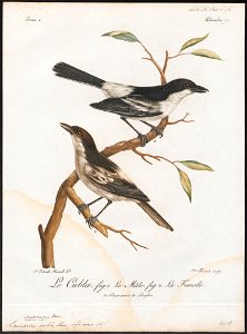 Laniarius cubla - 1796-1808 - Print - Iconographia Zoologica - Special Collections University of Amsterdam - UBA01 IZ16600475