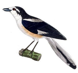 Lanius nubicus 1838