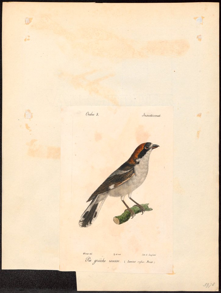 Lanius senator - 1842-1848 - Print - Iconographia Zoologica - Special Collections University of Amsterdam - UBA01 IZ16600427