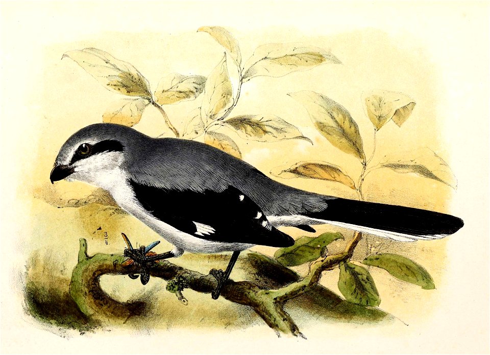 Lanius excubitor 1869