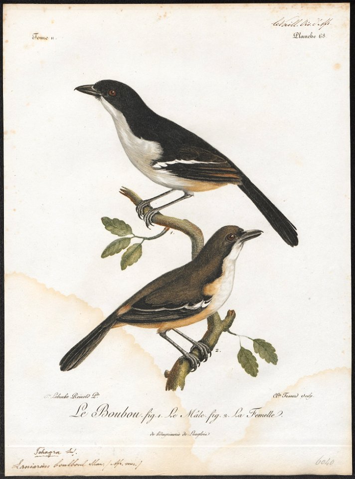 Laniarius boulboul - 1796-1808 - Print - Iconographia Zoologica - Special Collections University of Amsterdam - UBA01 IZ16600477
