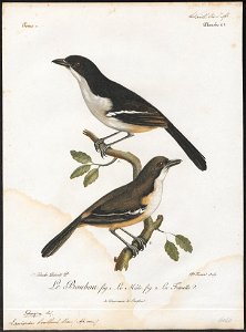 Laniarius boulboul - 1796-1808 - Print - Iconographia Zoologica - Special Collections University of Amsterdam - UBA01 IZ16600477