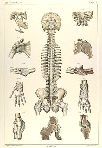 Laskowski Anatomie normale 04