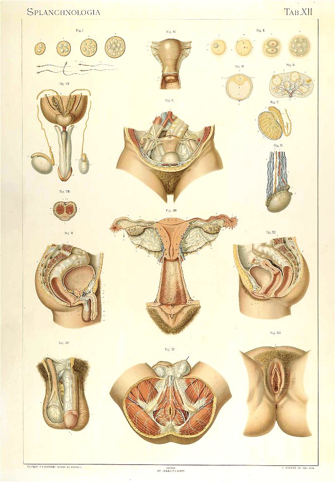 Laskowski Anatomie normale 12