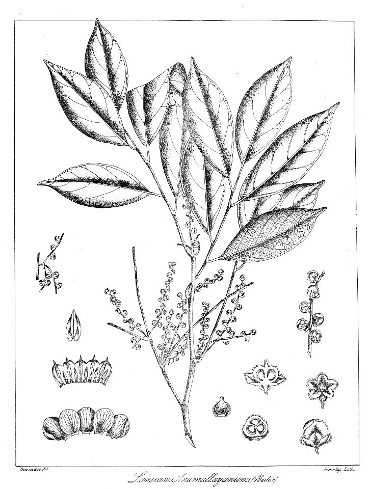 Lansium annamalayanum Govindoo
