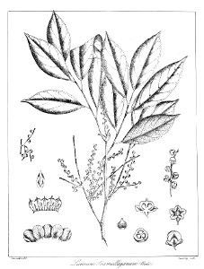 Lansium annamalayanum Govindoo
