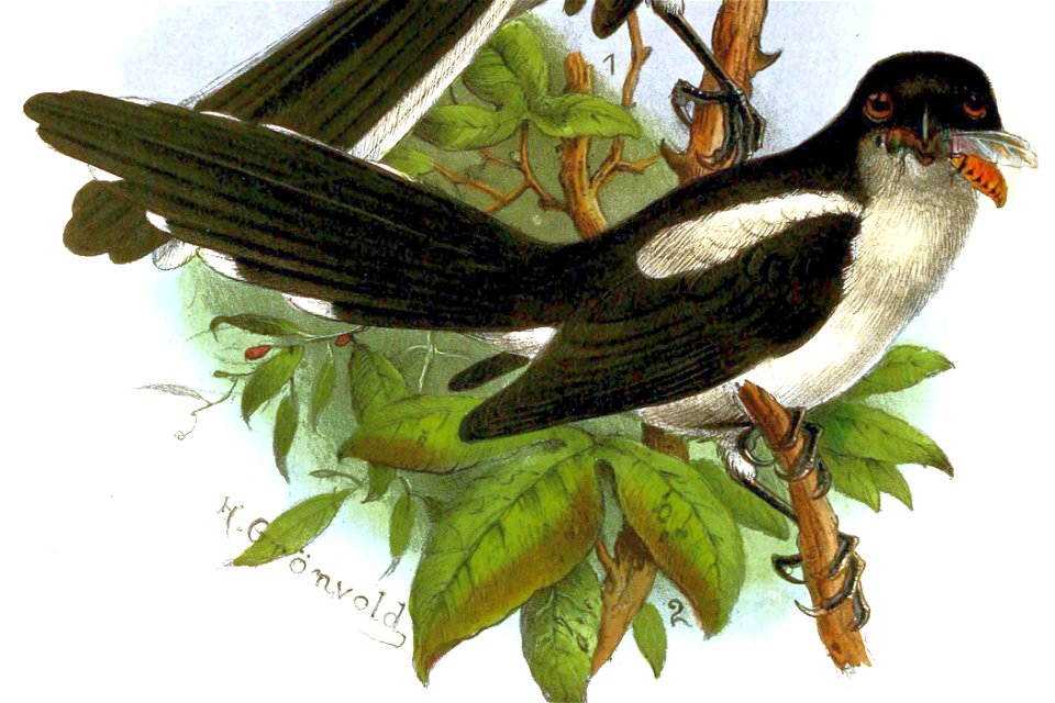 Lanius newtoni