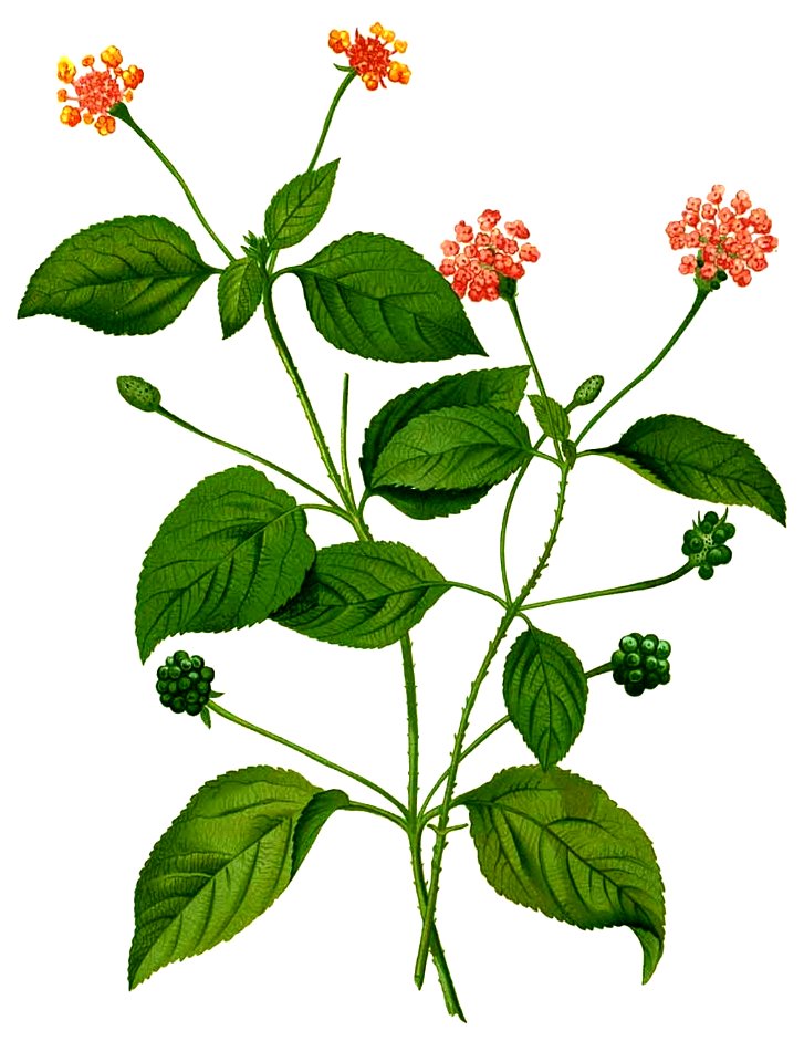 Lantana sp Blanco1.216-cropped