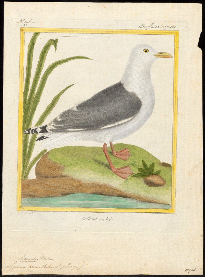 Larus argentatus - 1700-1880 - Print - Iconographia Zoologica - Special Collections University of Amsterdam - UBA01 IZ17900240