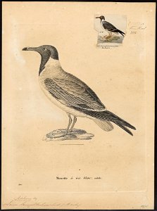 Larus leucophthalmus - 1700-1880 - Print - Iconographia Zoologica - Special Collections University of Amsterdam - UBA01 IZ17900252
