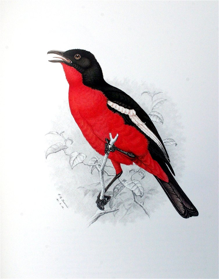 Laniarius atrococcineus00