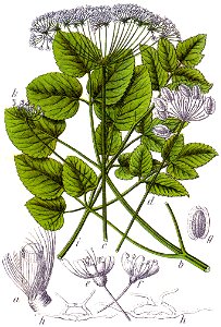 Laserpitium latifolium Sturm32