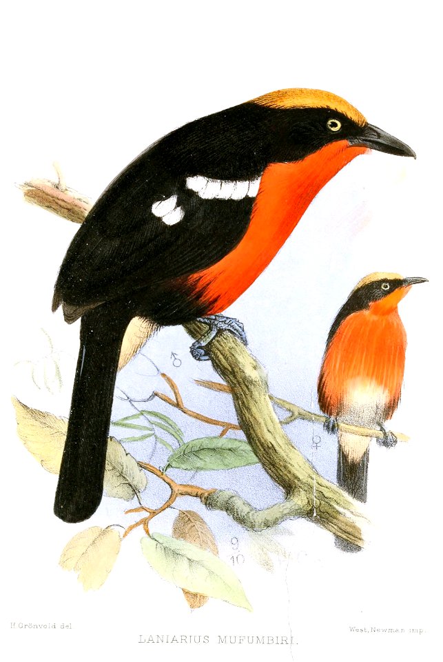 LaniariusMufumbiriGronvold