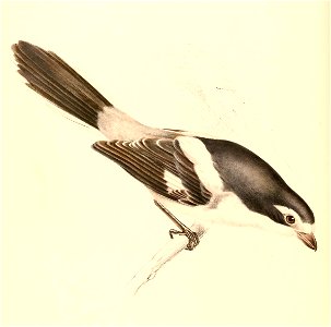 Lanius collaris subcoronatus 1838
