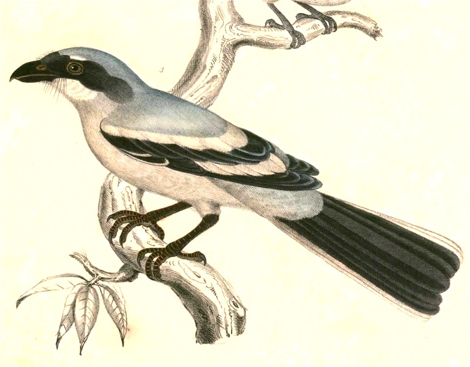 Lanius meridionalis lahtora 2 Hardwicke