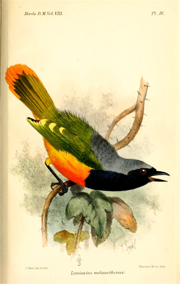 LaniariusMelanothoraxSmit