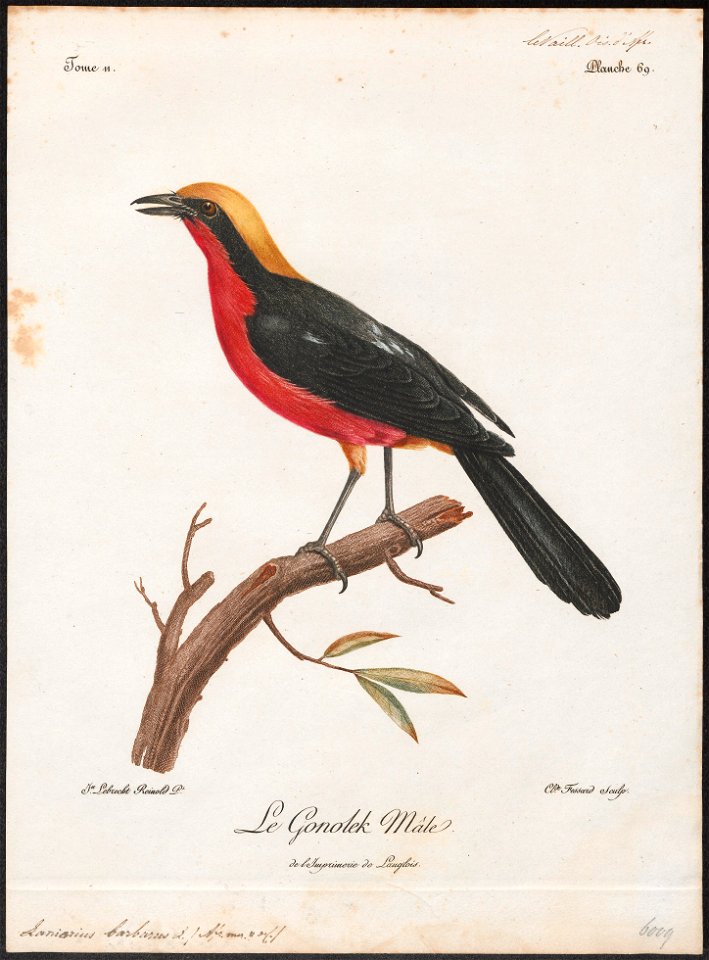 Laniarius barbarus - 1796-1808 - Print - Iconographia Zoologica - Special Collections University of Amsterdam - UBA01 IZ16600463