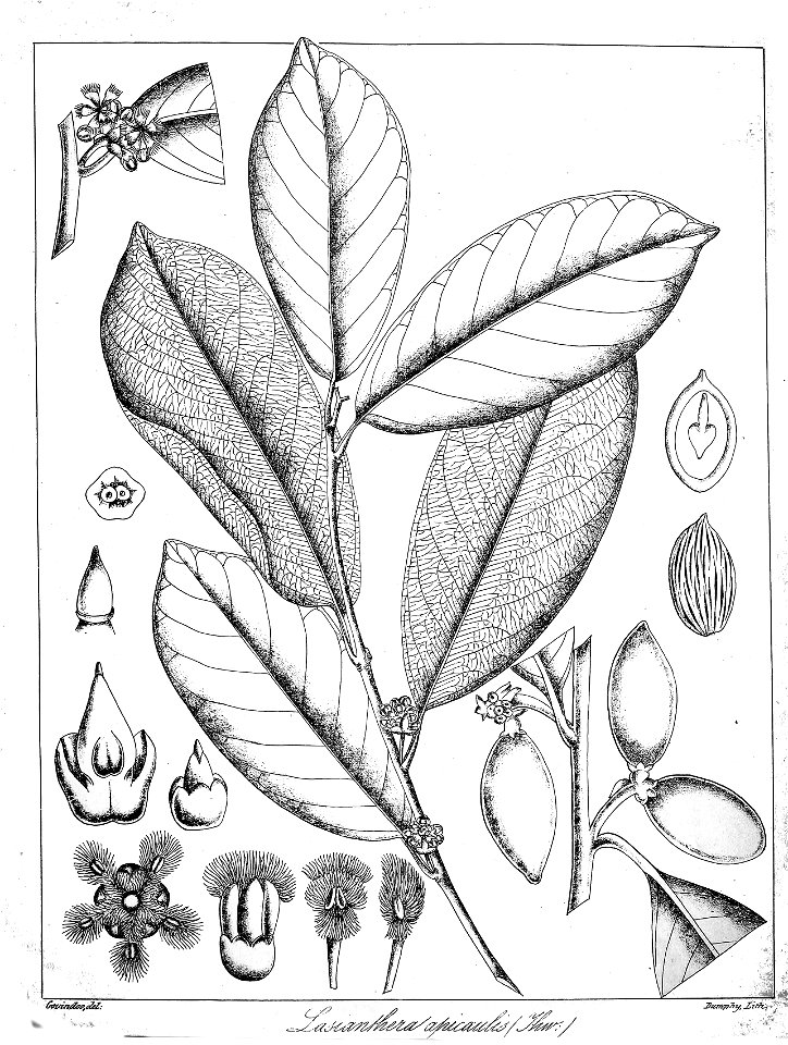 Lasianthera apicaulis Govindoo