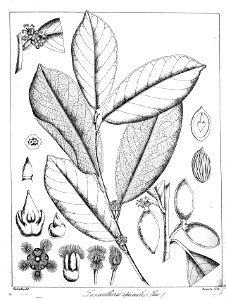 Lasianthera apicaulis Govindoo