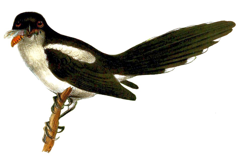 Lanius newtoni 2