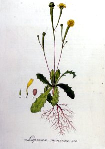Lapsana minima — Flora Batava — Volume v8
