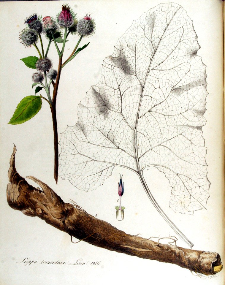 Lappa tomentosa — Flora Batava — Volume v13